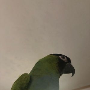 Meet your Posher, Mackenzie